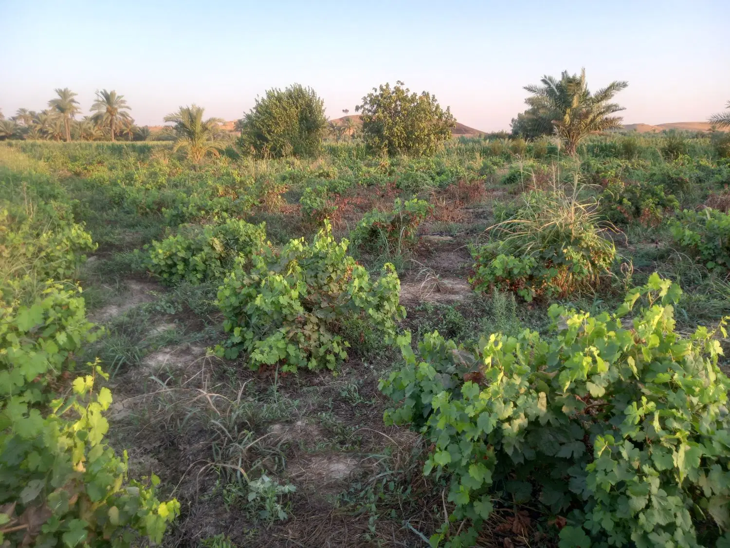 باغ در قصرشیرین خراطها
