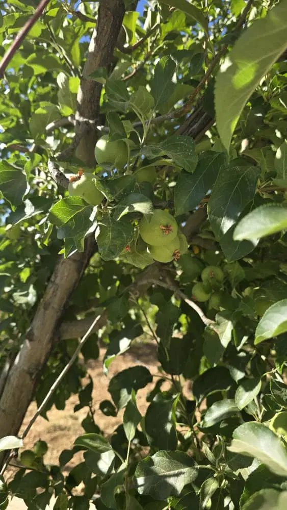 باغشهری هماشهر