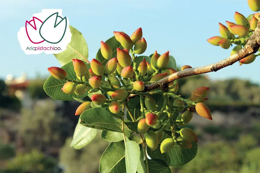 چاه آب دربست با باغ پسته دررویان
