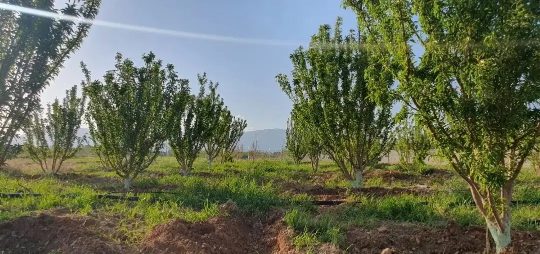 باغشهری عالی بیضا
