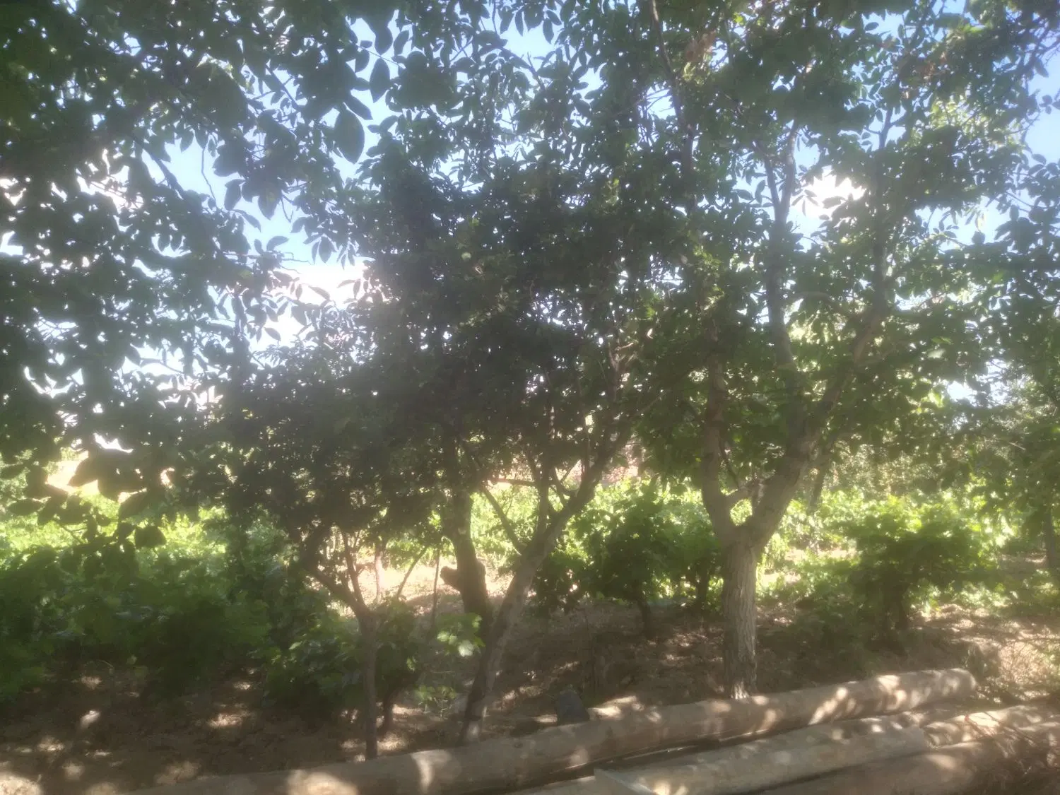 اجاره ۱۰۰۰ متر گاراژ یا کارگاه یا دامداری