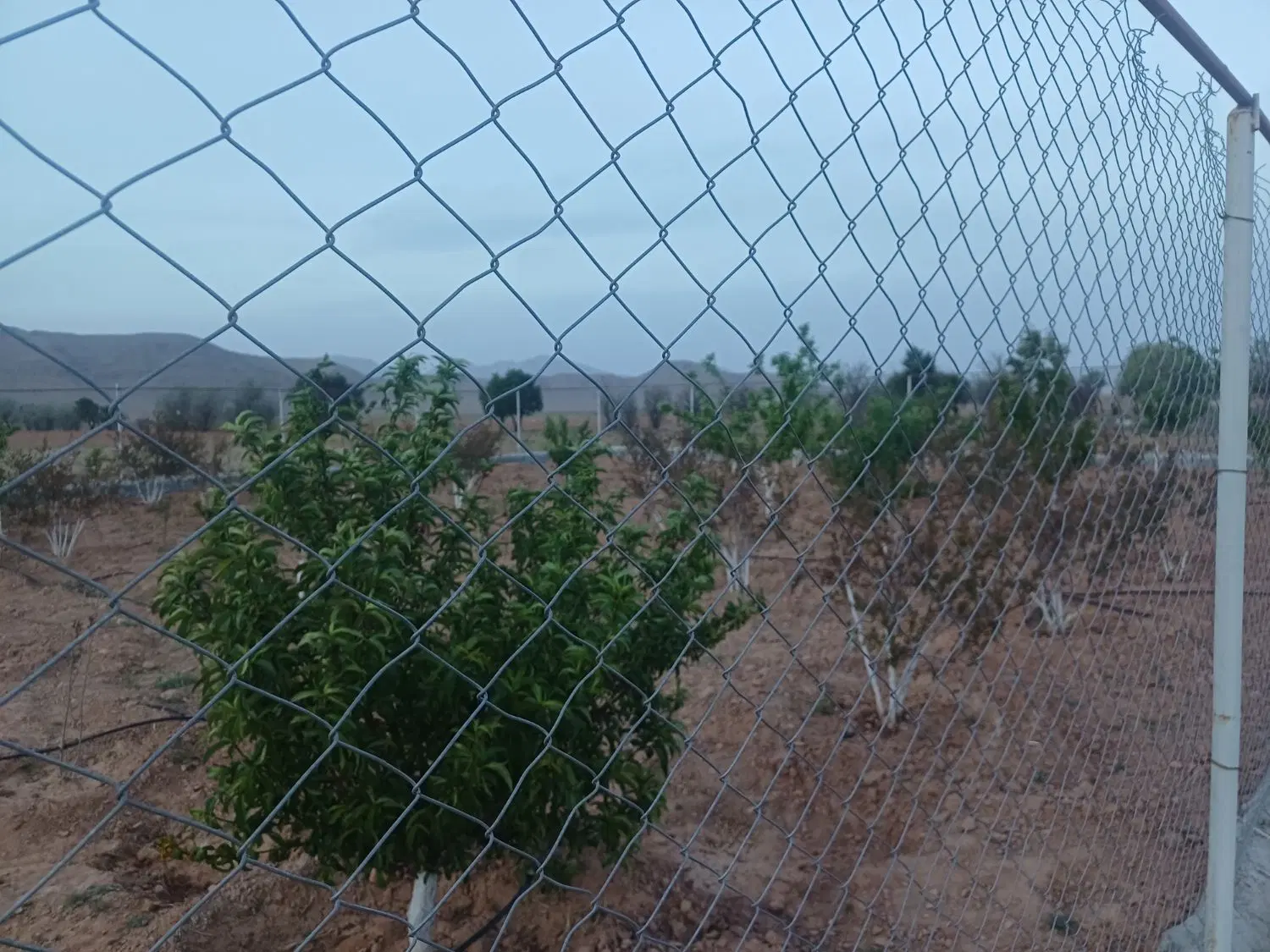 باغ سند دار