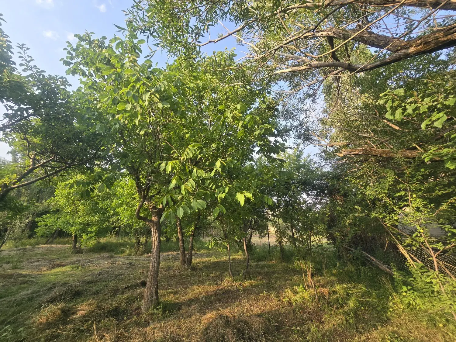 باغ در بهترین لوکیشن طالقان