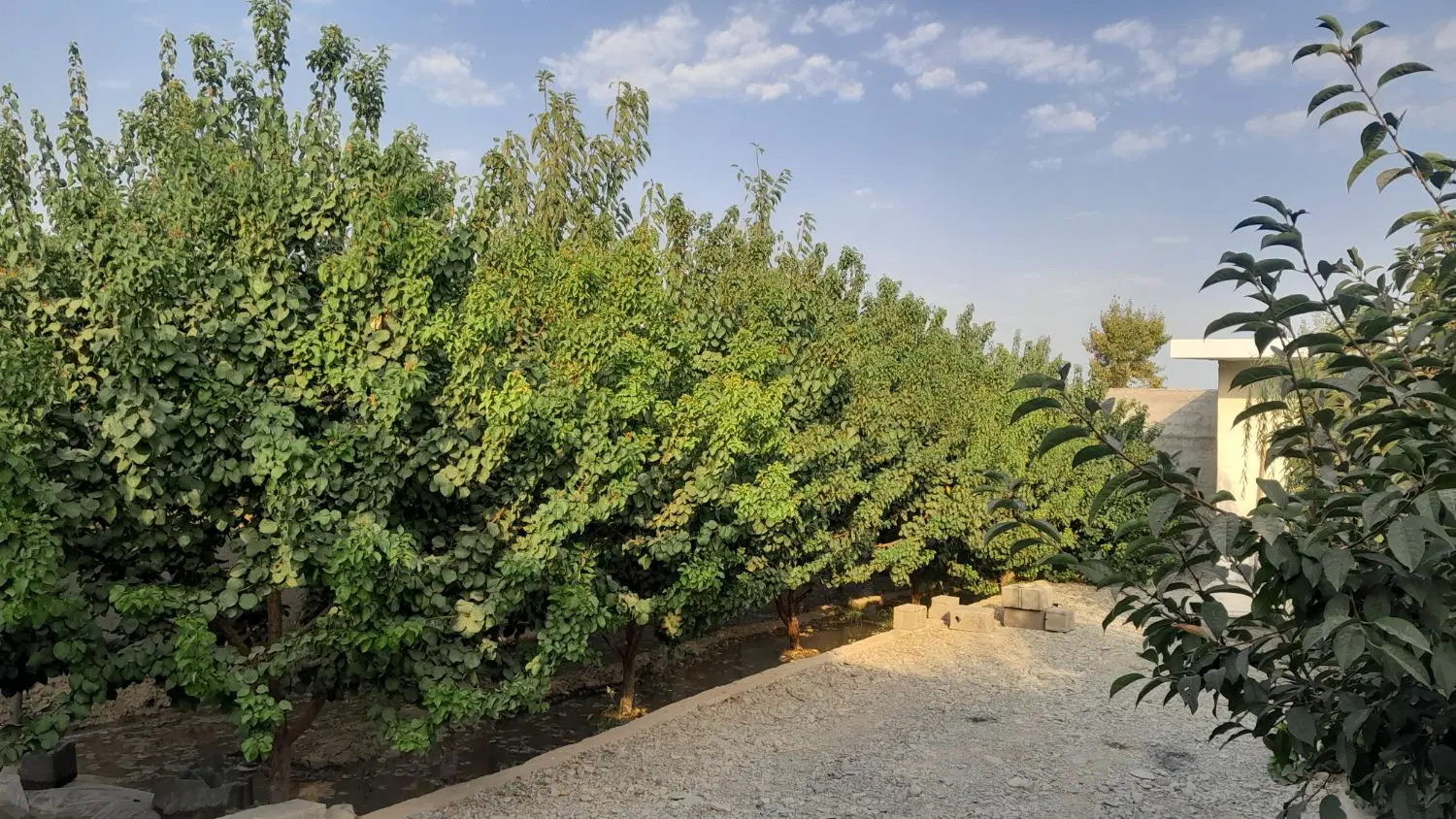 باغچه نقلی ۲۳۱متر