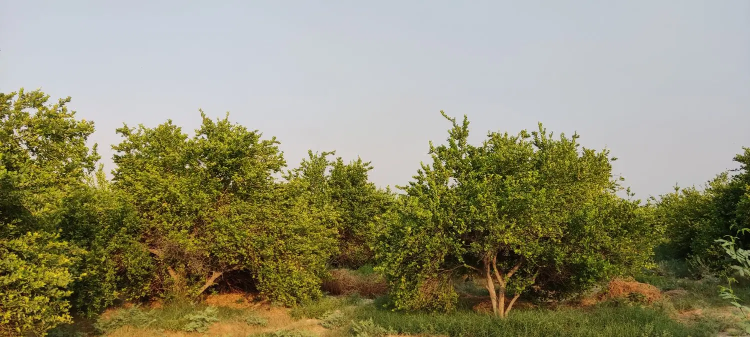 فروش زمین باغی 1000 متری بنک