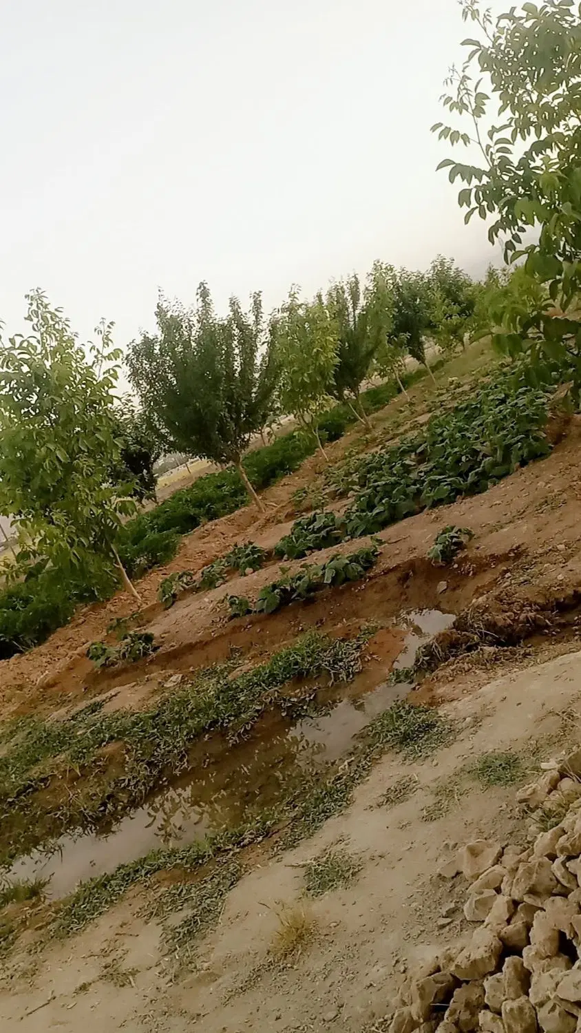 فروش زمین باغی