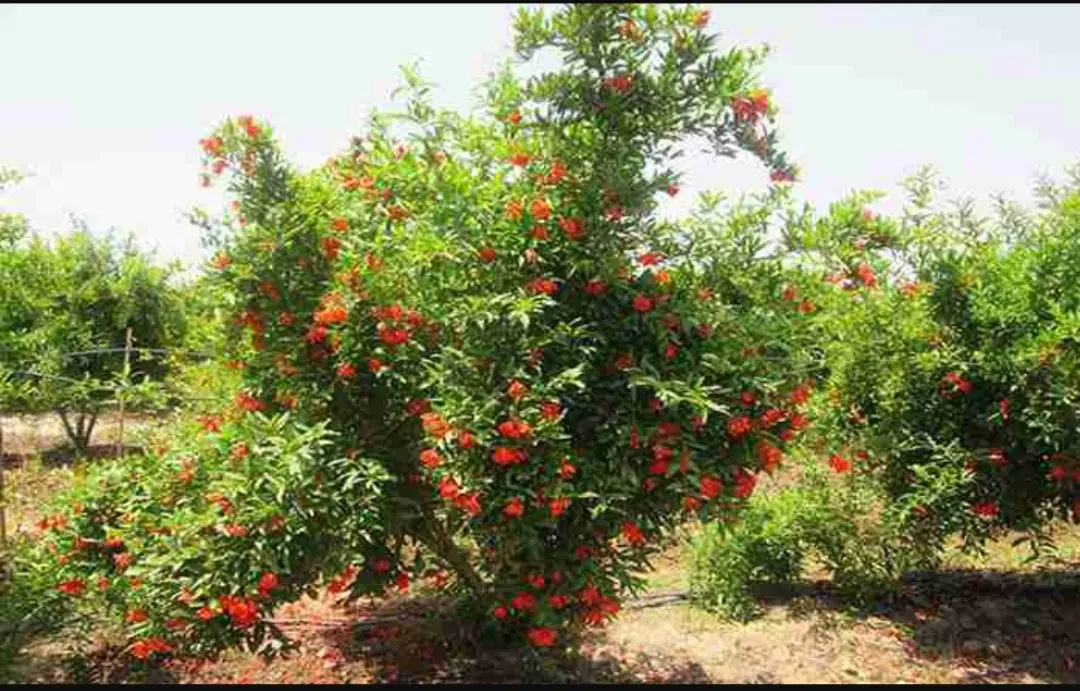 باغ انار فروشی روستای لالایین ساوه اقساطم قبول