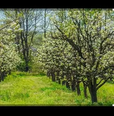 فروش باغ اصغراباد