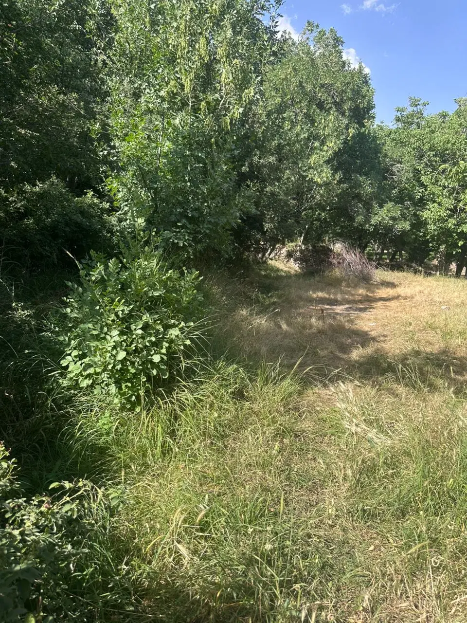 باغ در صیغایش