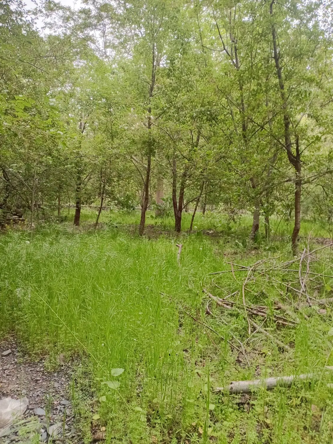 باغ ویلا طرقبه جاغرق روستای کردینه دهبار