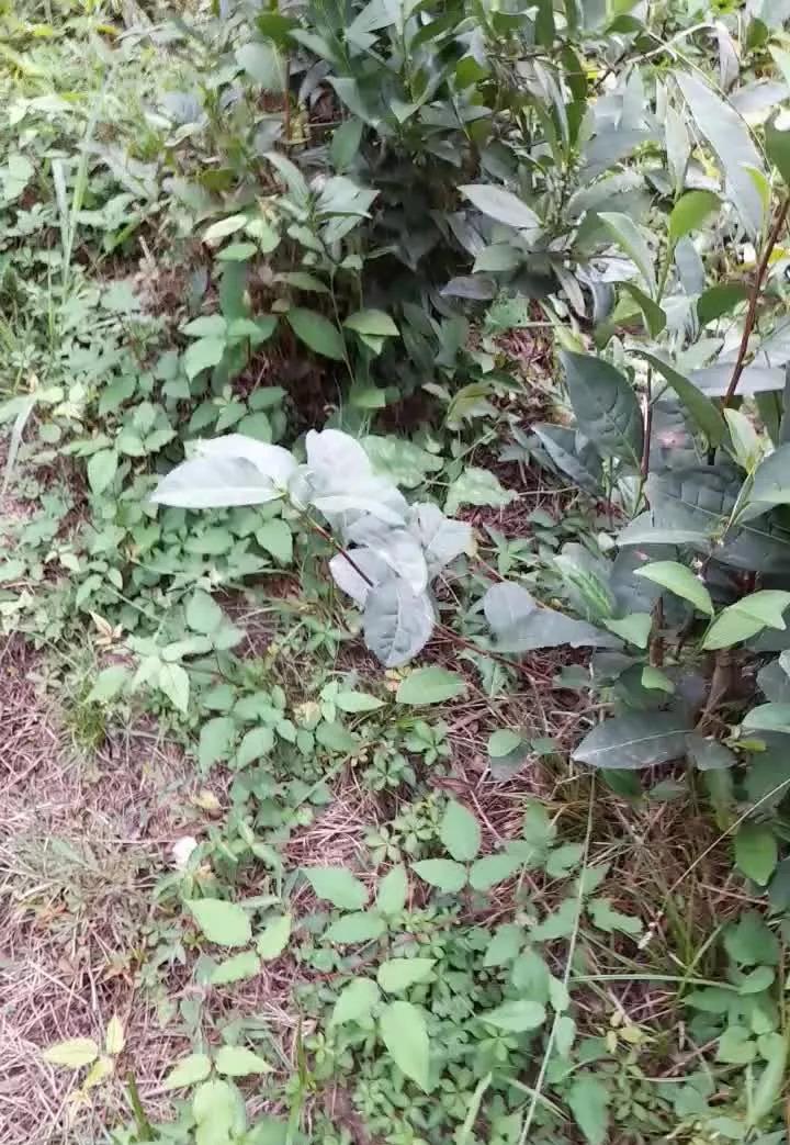 فروشنده ام
