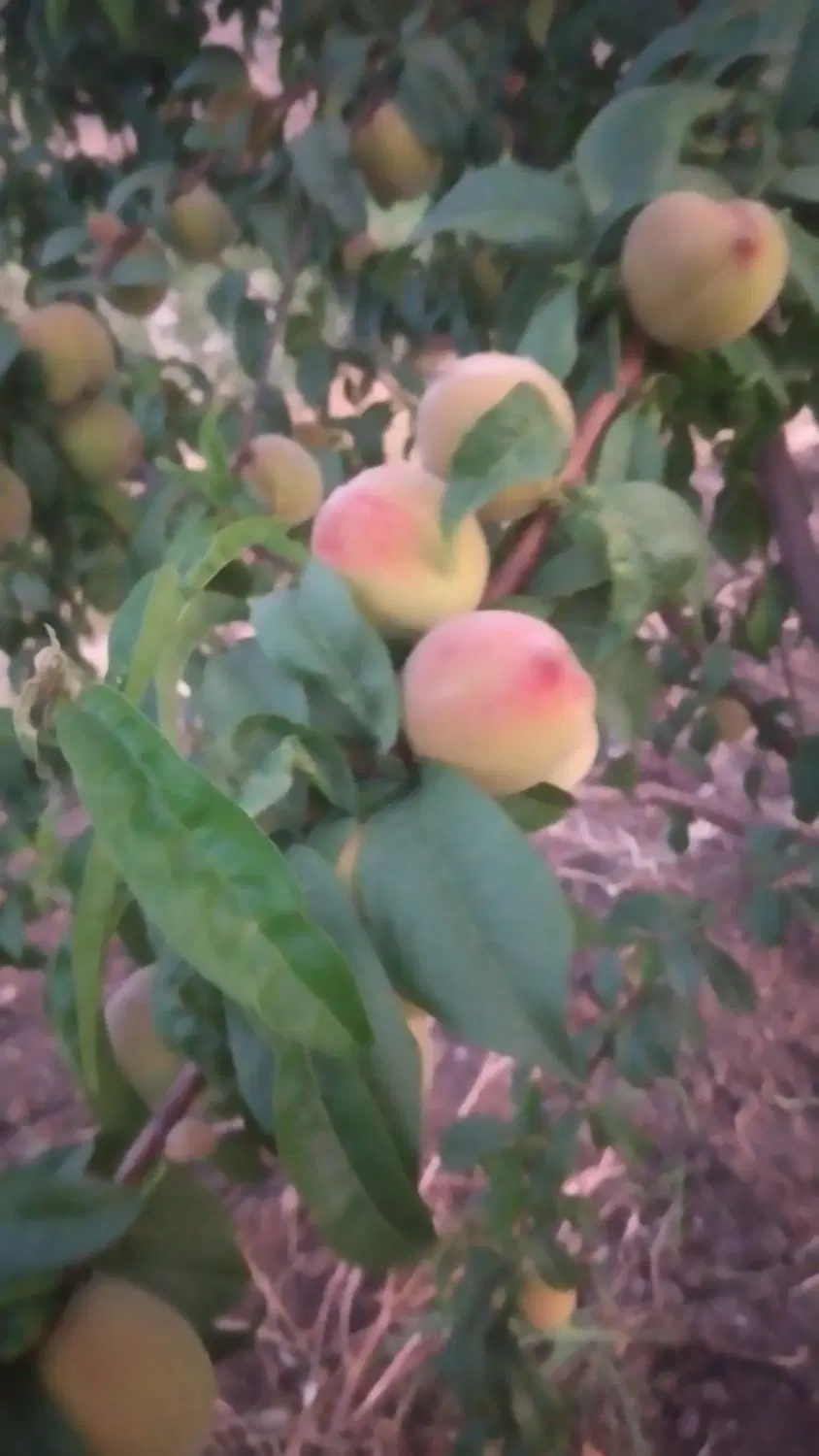 باغ میوه