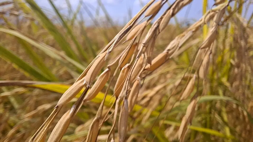فروش یک قطعه زمین مزروعی در رودسر