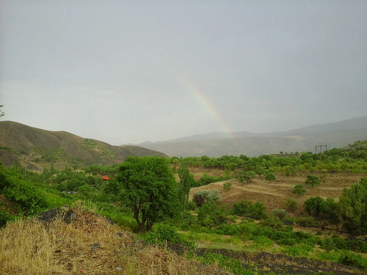 زمین مِیمی تاکستان روستای مغان