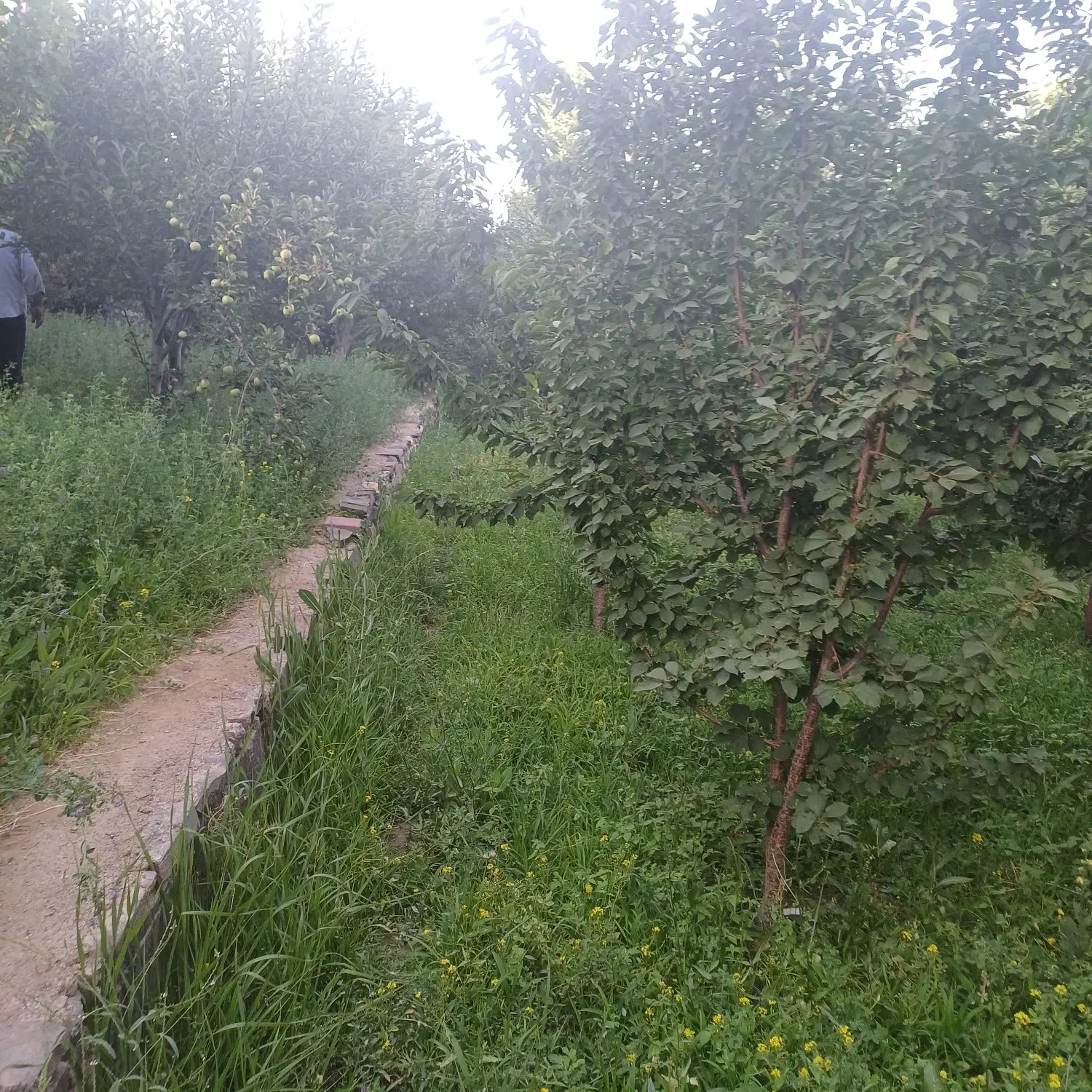 بهترین باغات در همدان