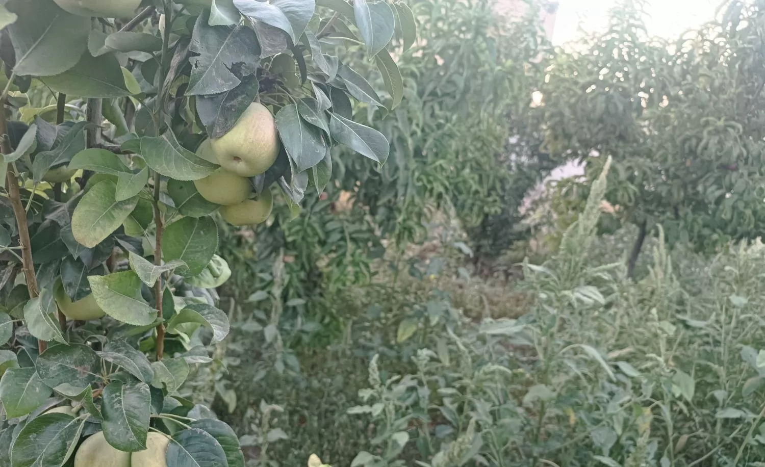 448متر باغ مثمر بافت  سهیلیه کرج زعفرانیه زکی‌اباد