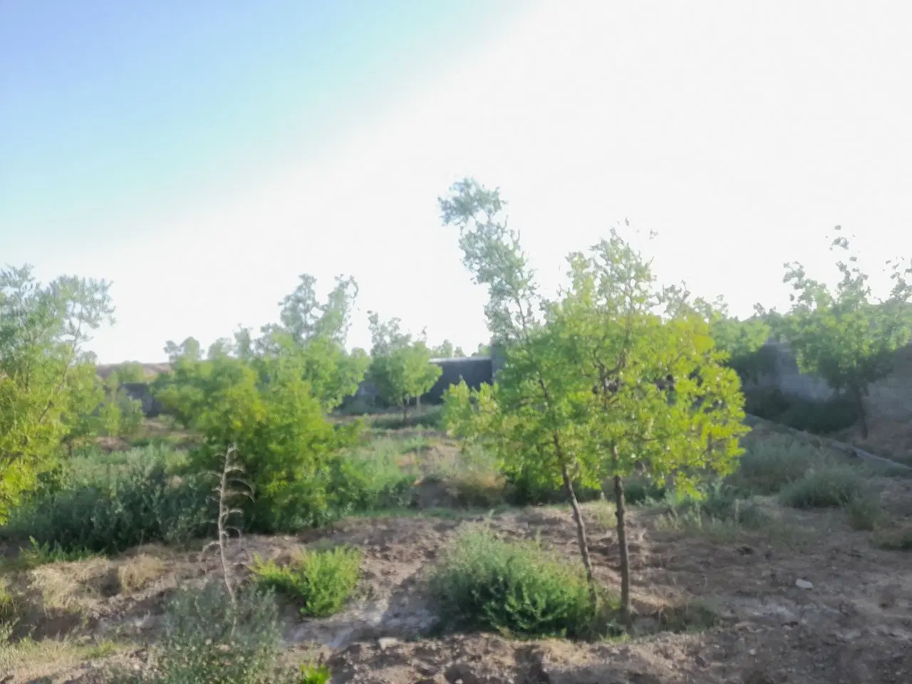 باغ ویلا