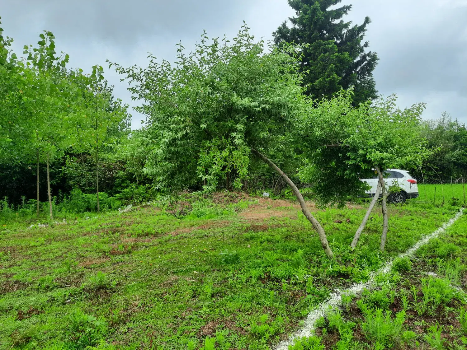 زمین داخل روستا