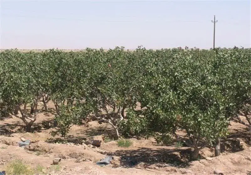 فروش پانصد قصب باغ پسته ثمری همراه با دوحبه اب