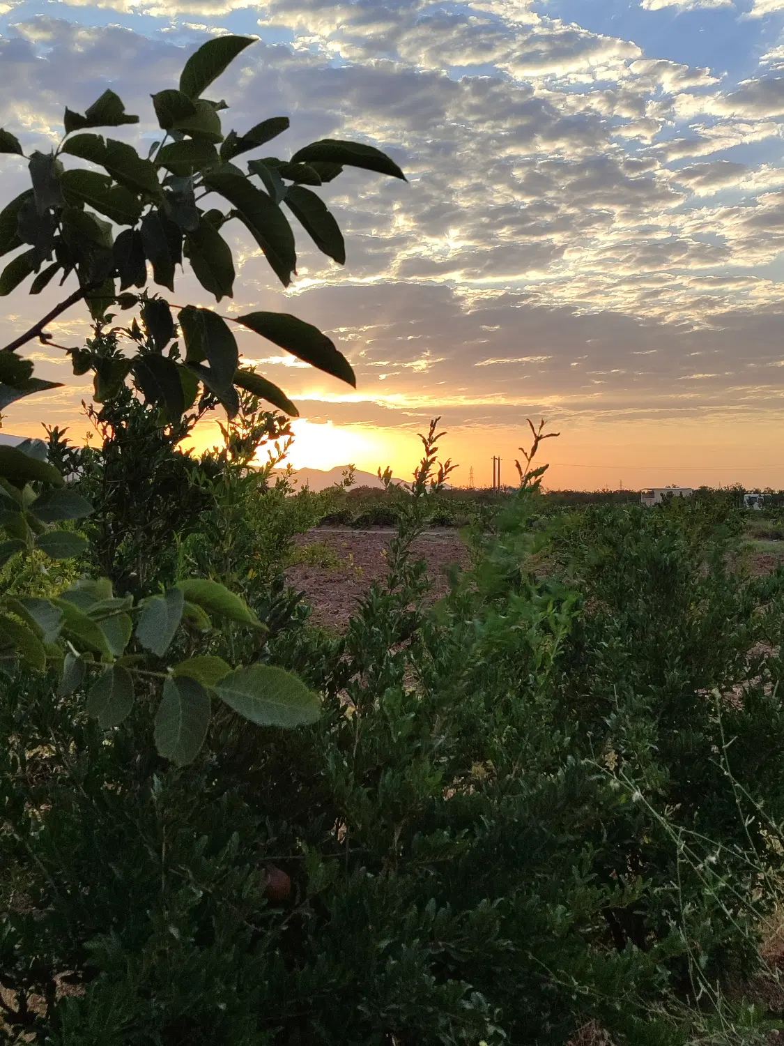 باغ دشت لوئین