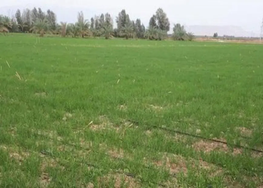 زمین کشاورزی