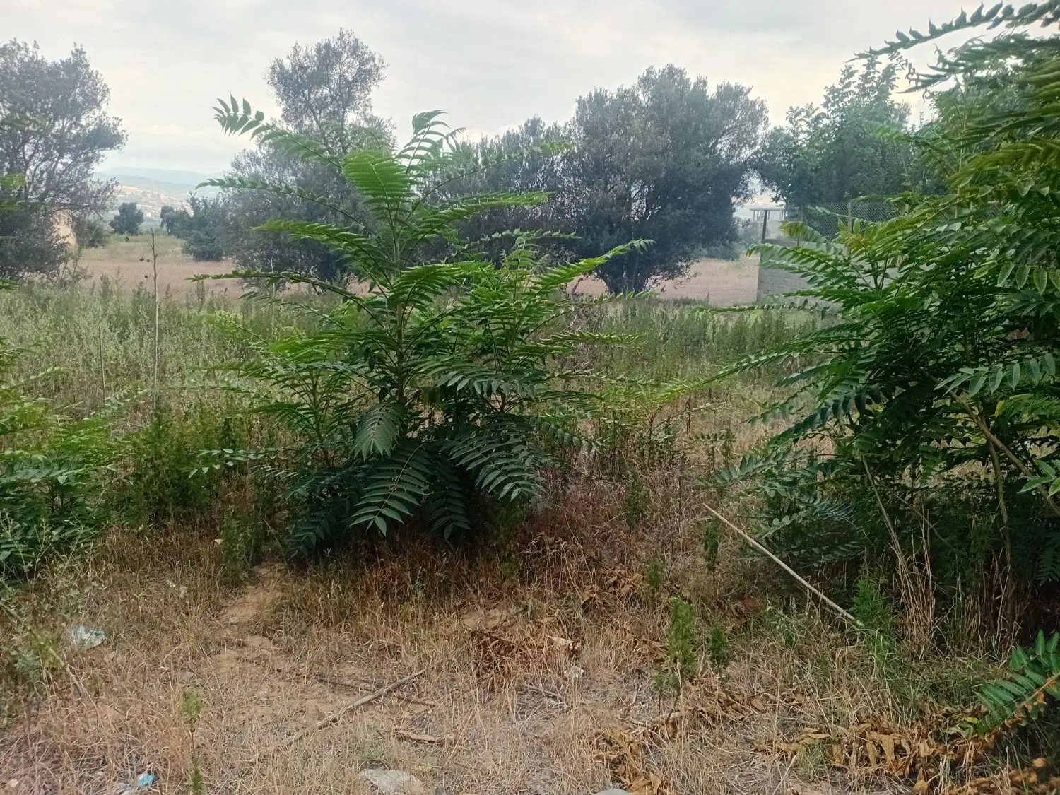 زمین مسکونی در محله زیبای شمام بر دوم خیابان اصلی