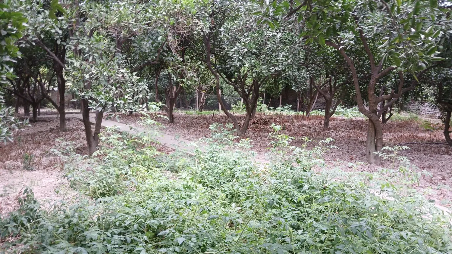 فروش باغ وخانه.روی هم ..متری ۶۵۰۰۰۰۰