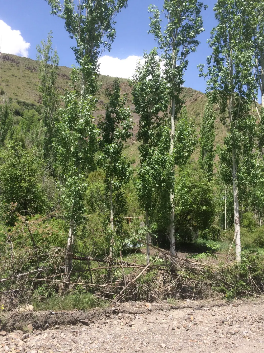 زمین روستای مومج