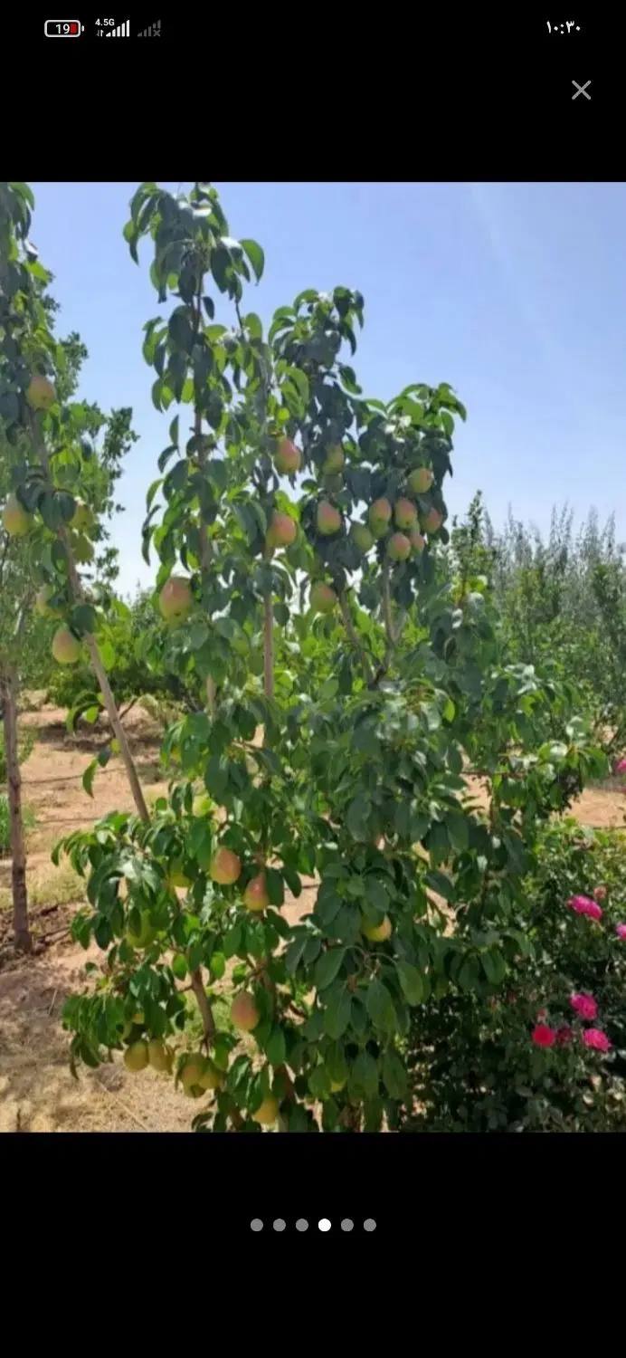 باغچه 350متری