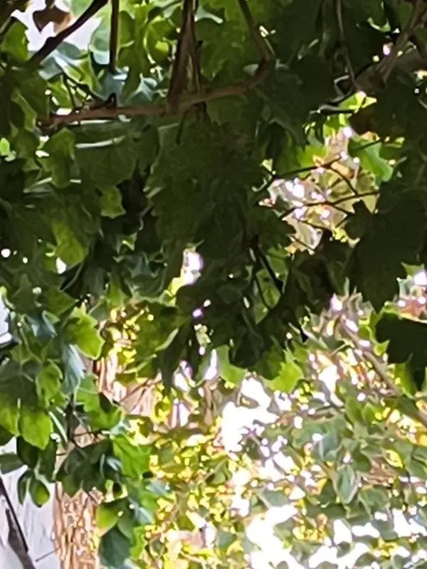 باغ ویلا