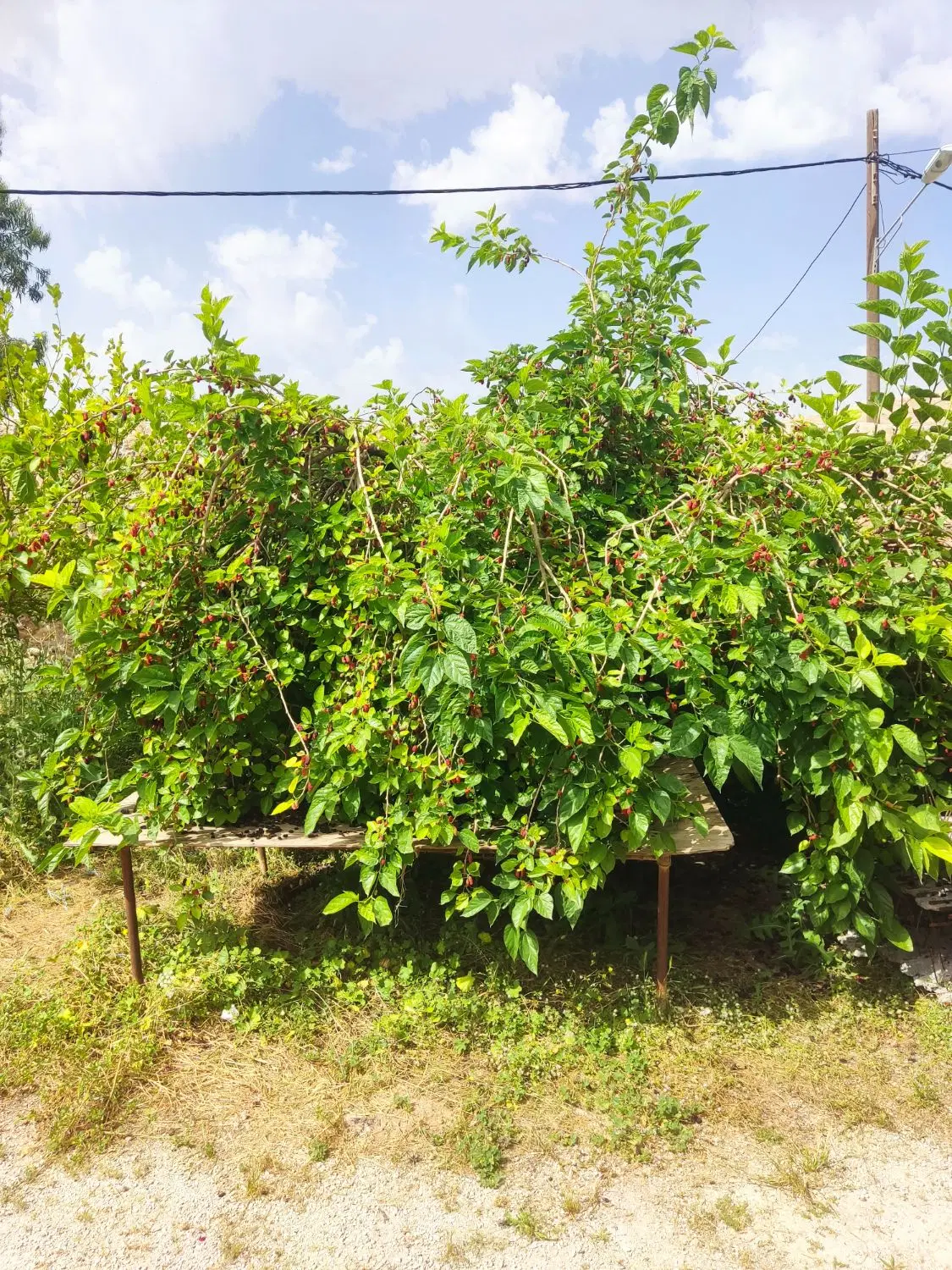 زمین باغچه مهرشهر