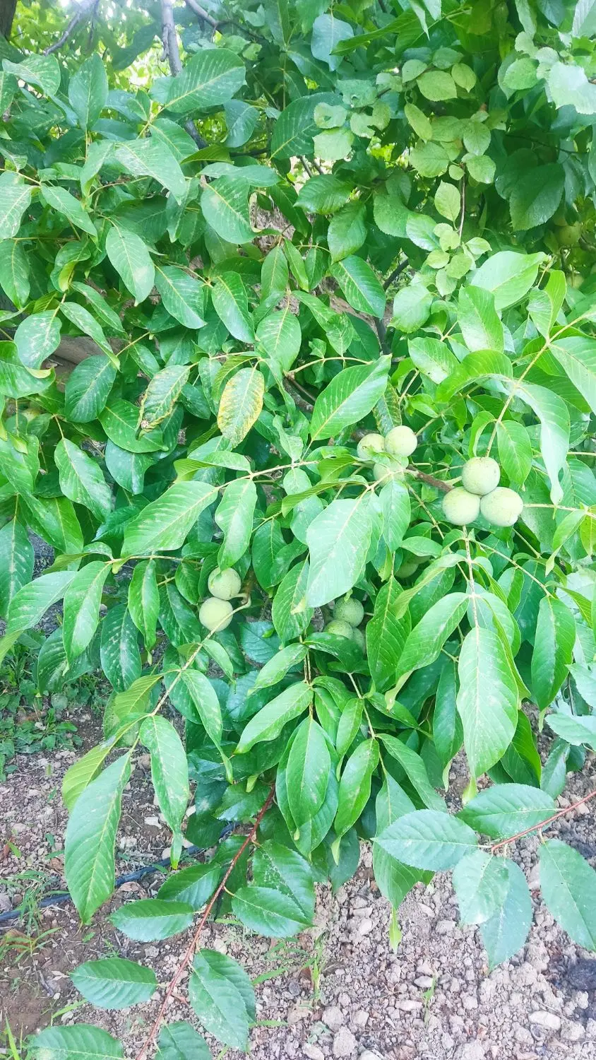زمین کشاورزی روستای ملکشان ۸۰۰ متر