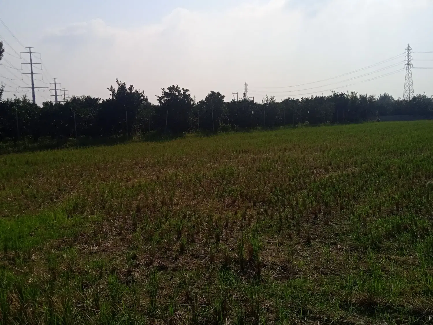 باغ مرکبات با مصاحت ۲۷۰۰متر واقع در کوچکسرا