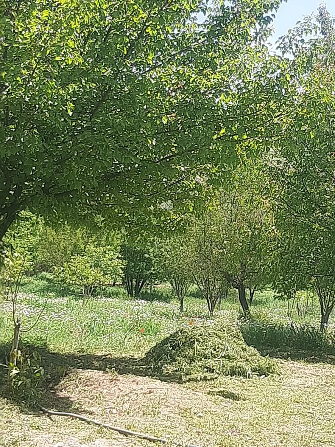 باغ میوه