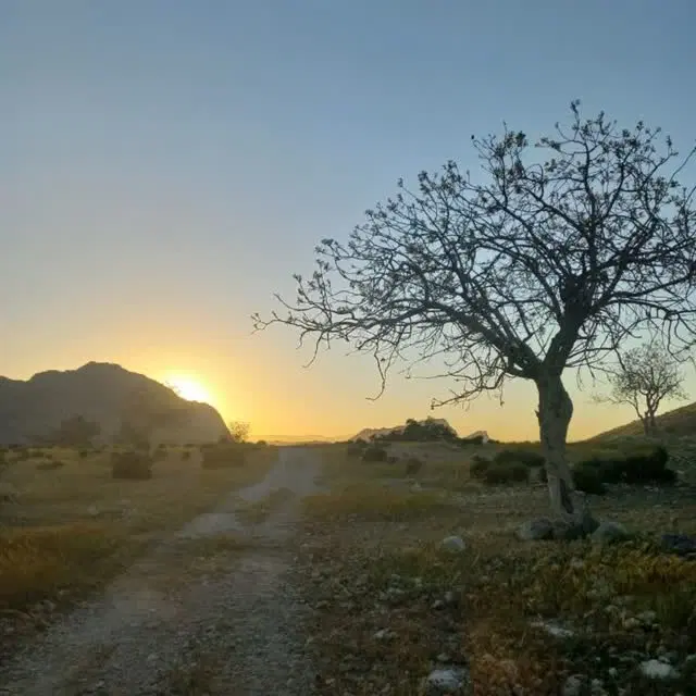 زمین کشاورزی