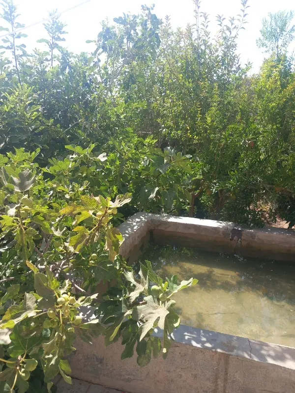 باغ میرک آباد