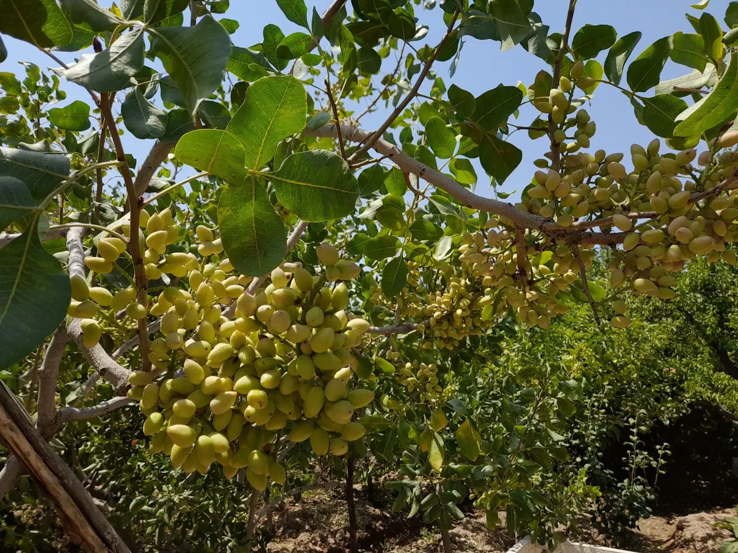 ویلا باغ سندملکیت تک برگ(فاصله باتهران زیر۲ ساعت)