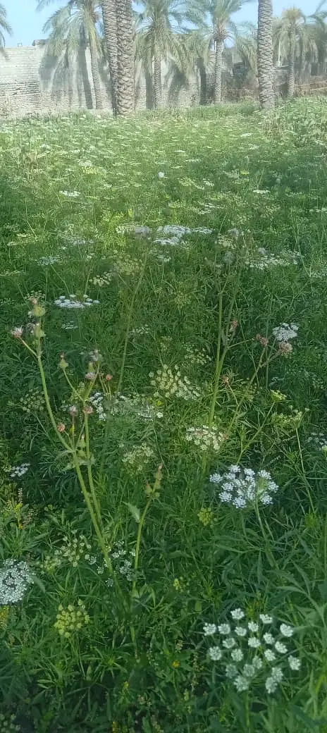 زمین کشاورزی