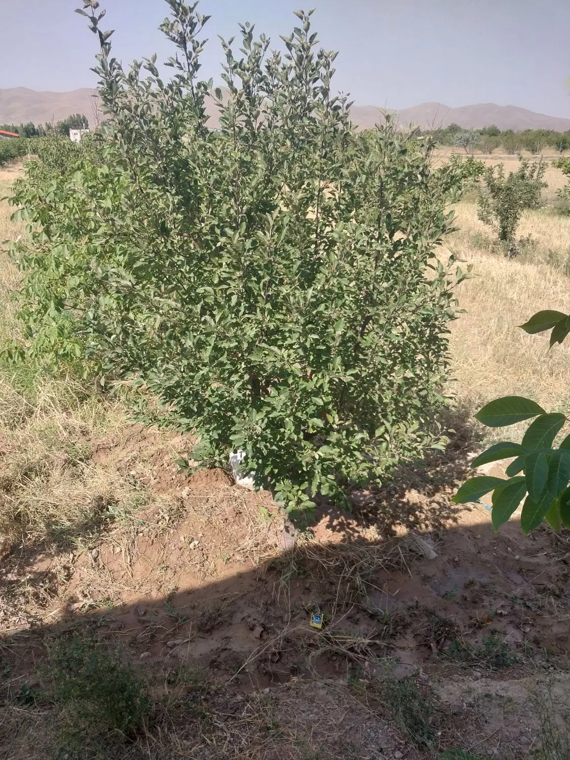 فروش باغ گرنگاه