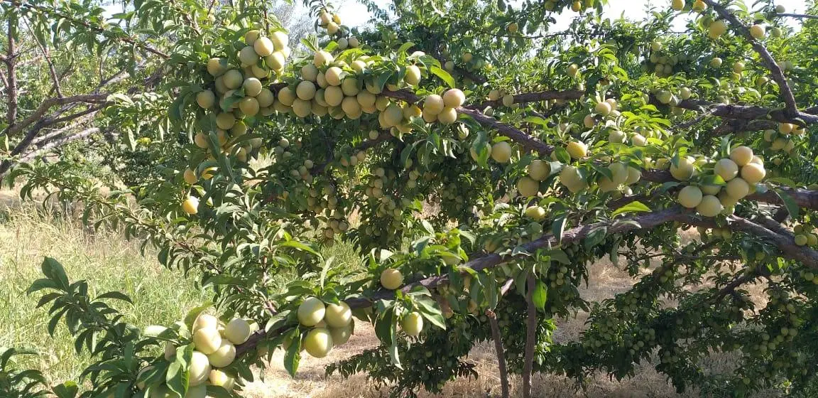 فروش باغ ۵۰۰۰ متری سنددار در دورود لرستان