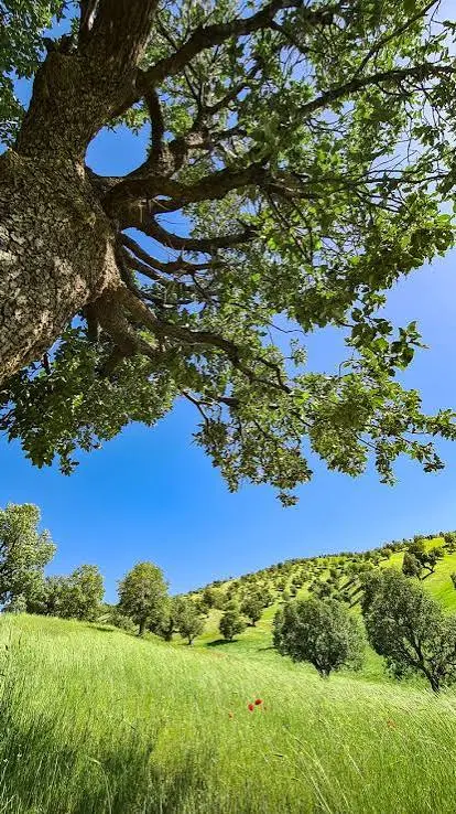 زمین ۶۰۰متر کنار ایل گلی