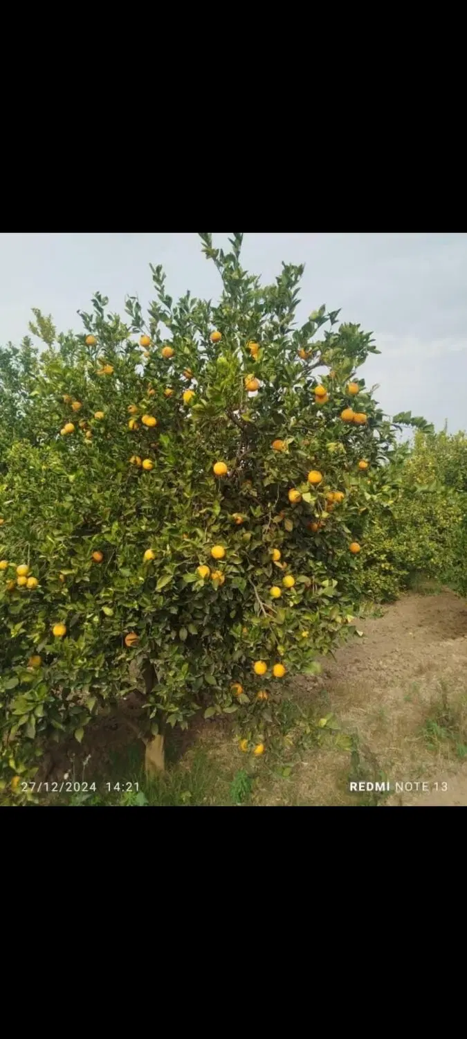 فروش باغچه برقدار اقساطی ((جاده بنجعفر ))
