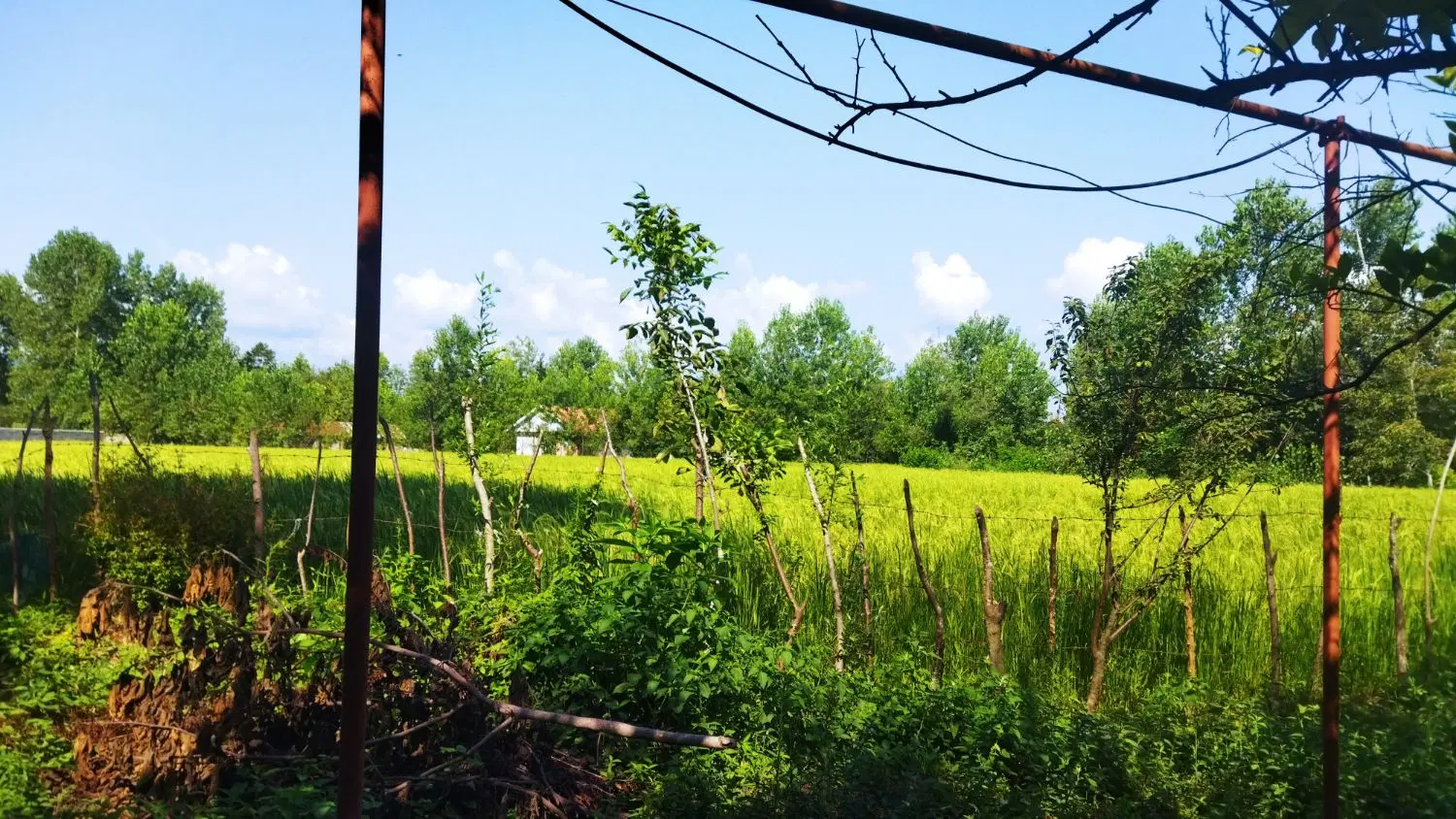 زمین مسکونی و کشاورزی سنگر