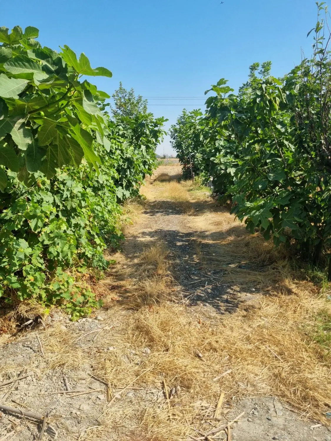 فروش زمین بر خط اصلی اتوبان گرگان  کردکوی