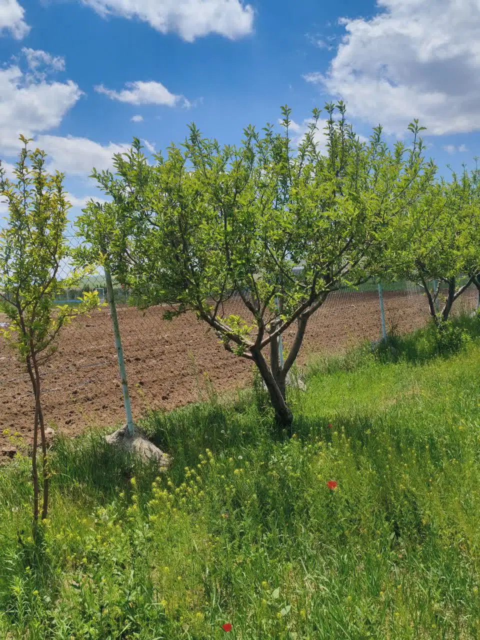 باغ ویلا به مساحت ۴هزارمتردارای آب وبرق