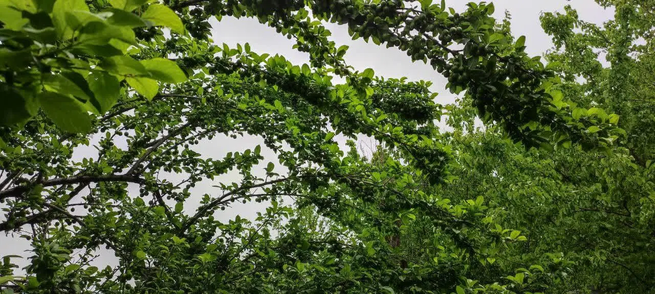 باغ سرسبز 1100 متری