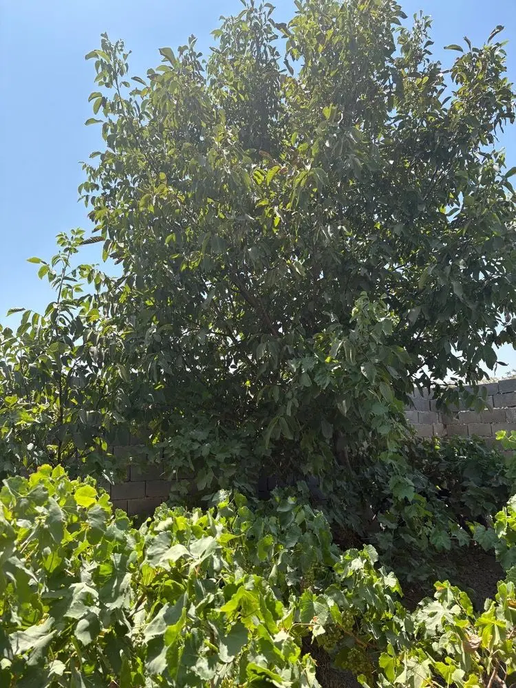 ۲۸۴متر باغ چهار دیواری(خوش قیمت)