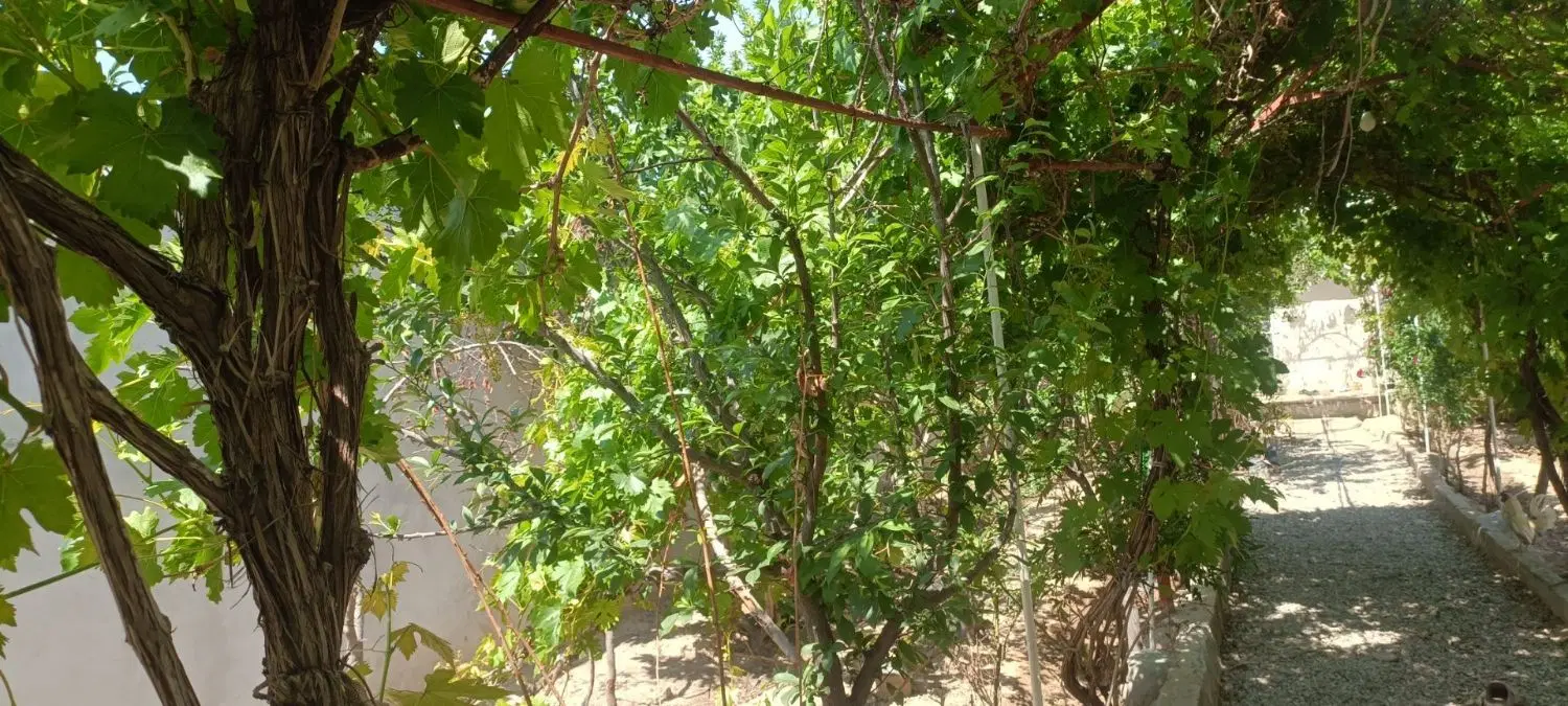 چهار دیواری سند تک برگ(کلاته)