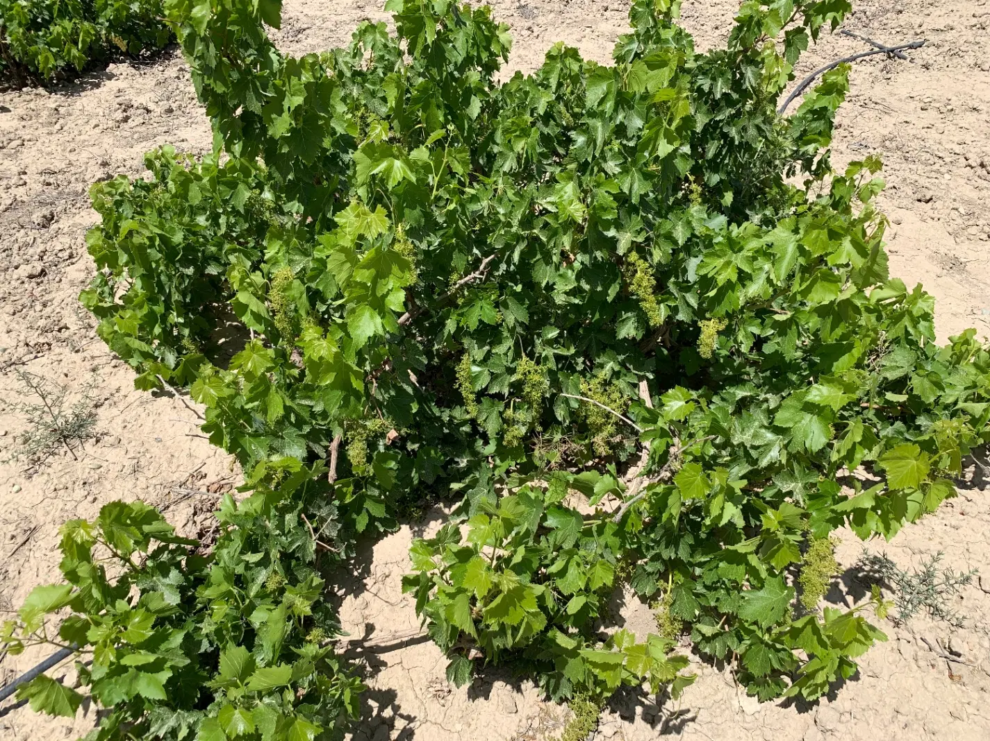 باغچه شهرکی