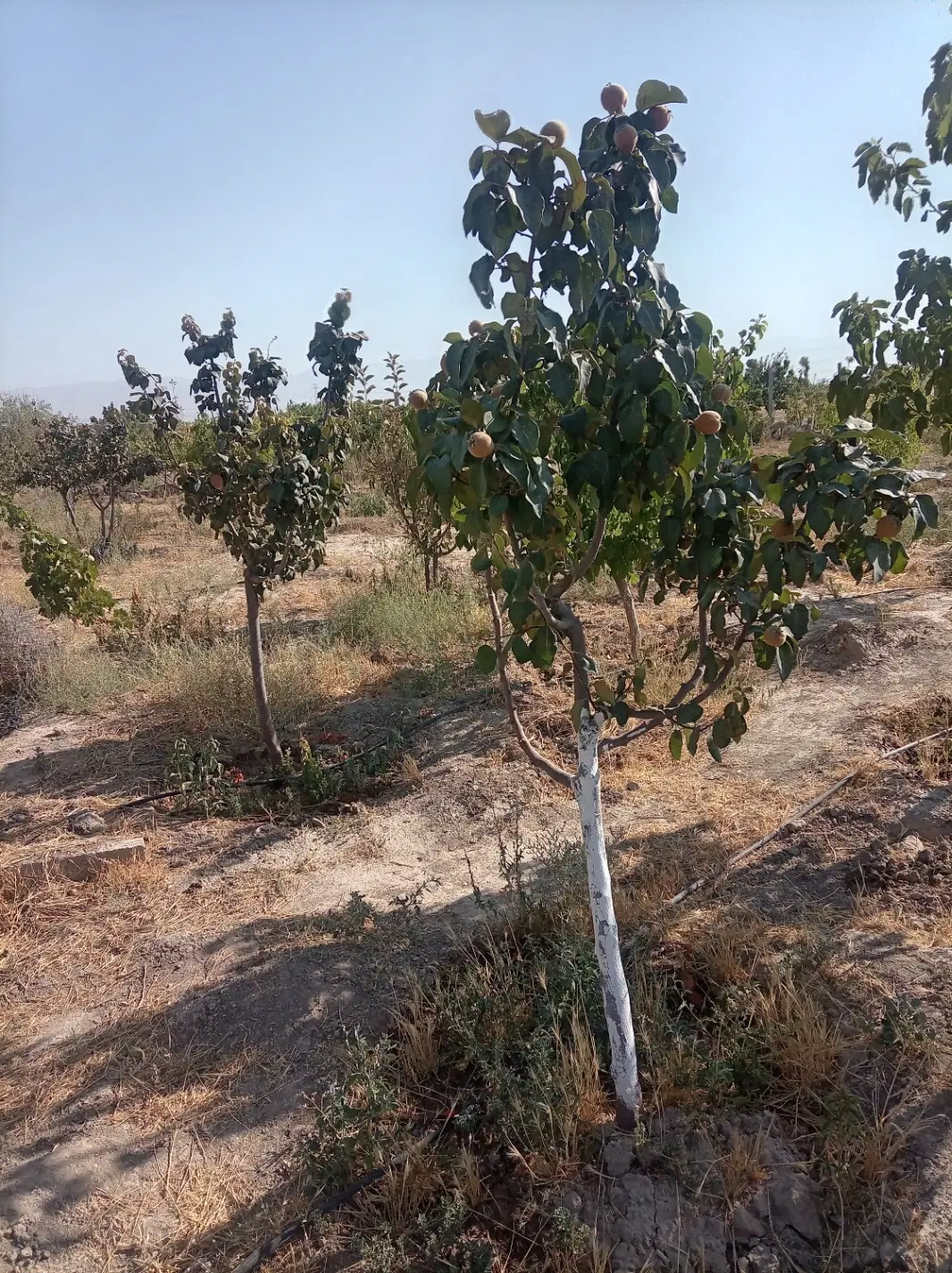 باغچه 1400 متری